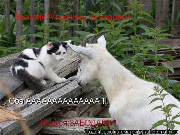 Василий:А про козу не наврали... Маруся:ЗАБОДАЮ!!! Оба:АААААААААААААА!!!... Котоматрица: Василий:А про козу не наврали... Маруся:ЗАБОДАЮ!!! Оба:АААААААААААААА!!!