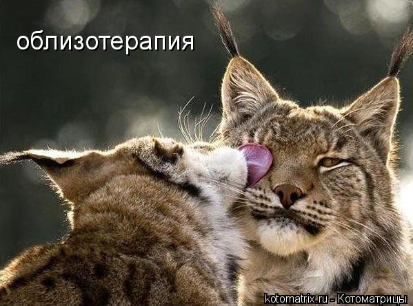 облизотерапия... Котоматрица: облизотерапия