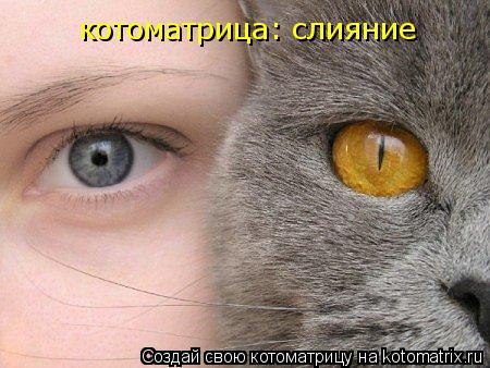 котоматрица: слияние... Котоматрица: котоматрица: слияние