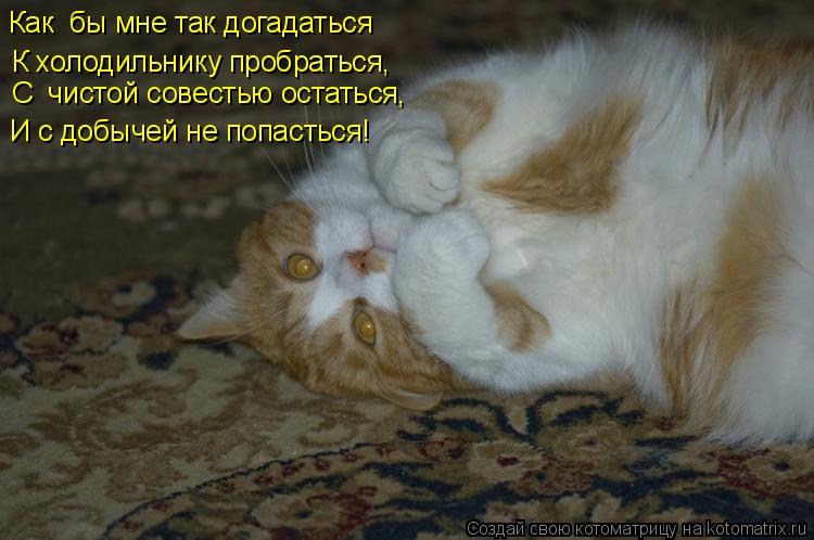 Котоматрица: К холодильнику пробраться, Как  бы мне так догадаться  И с добычей не попасться! С  чистой совестью остаться,
