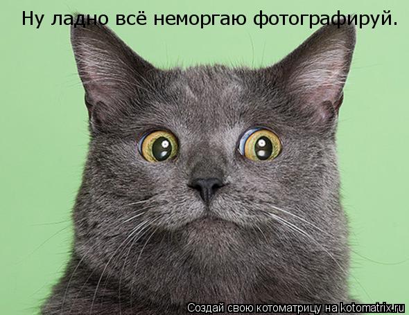 Ну ладно всё неморгаю фотографируй.... Котоматрица: Ну ладно всё неморгаю фотографируй.