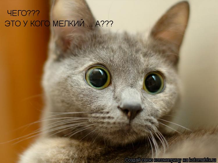 ЧЕГО??? ЭТО У КОГО МЕЛКИЙ ... А???... Котоматрица: ЧЕГО??? ЭТО У КОГО МЕЛКИЙ ... А???
