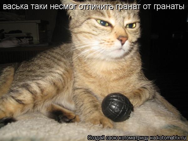 васька таки несмог отличить гранат от гранаты... Котоматрица: васька таки несмог отличить гранат от гранаты