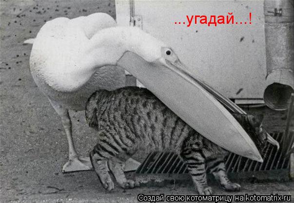 ...угадай...!... Котоматрица: ...угадай...!