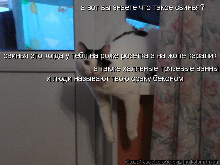 а вот вы знаете что такое свинья? свинья это когда у тебя на роже розетка а на жопе каралик а также х... Котоматрица: а вот вы знаете что такое свинья? свинья это когда у тебя на роже розетка а на жопе каралик а также халявные трязевые ванны и люди называют т