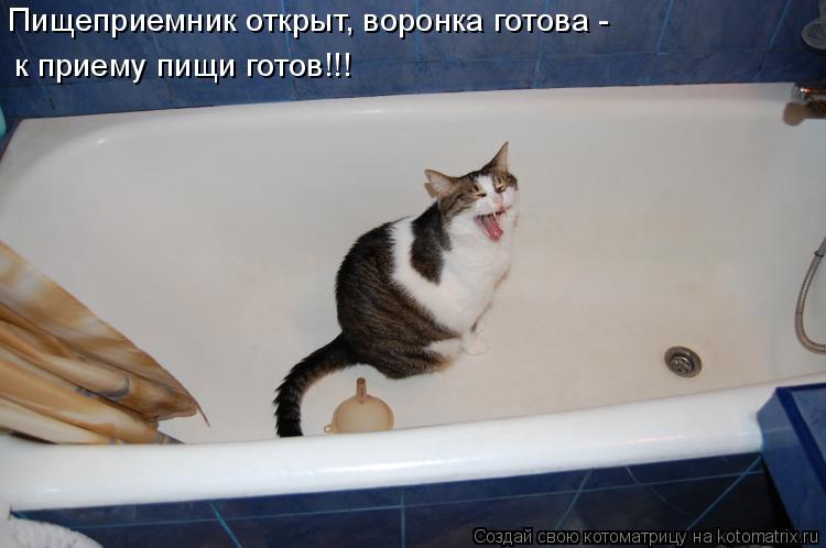 Пищеприемник открыт, воронка готова - к приему пищи готов!!!... Котоматрица: Пищеприемник открыт, воронка готова - к приему пищи готов!!!