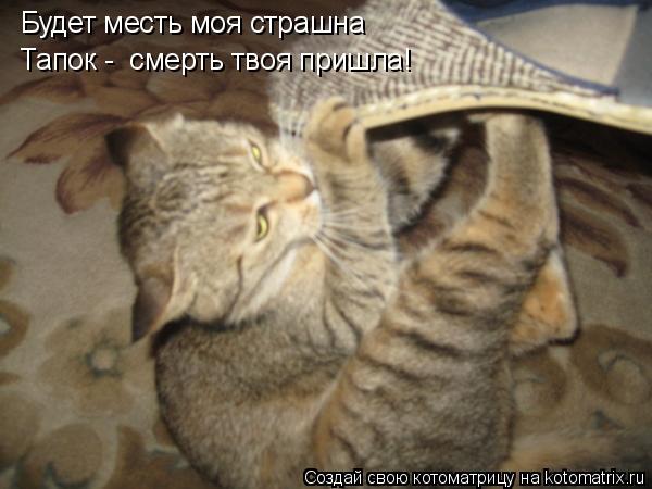 Будет месть моя страшна Тапок - смерть твоя пришла!... Котоматрица: Будет месть моя страшна Тапок - смерть твоя пришла!