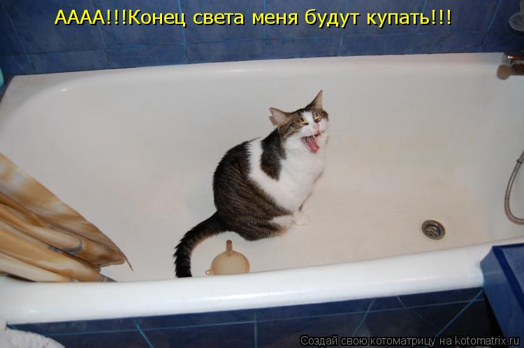 АААА!!!Конец света меня будут купать!!!... Котоматрица: АААА!!!Конец света меня будут купать!!!