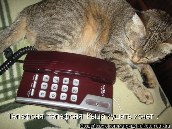 Телефоня, телефоня, Кыца кушать хочет...... Котоматрица: Телефоня, телефоня, Кыца кушать хочет...