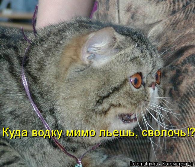Куда водку мимо льешь, сволочь!?... Котоматрица: Куда водку мимо льешь, сволочь!?