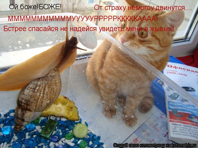 Ой боже!БОЖЕ! От страху немогоу двинутся.... МММММММММММУУУУУРРРРРКККККАААА! Бстрее спасайся не надей... Котоматрица: Ой боже!БОЖЕ! От страху немогоу двинутся.... МММММММММММУУУУУРРРРРКККККАААА! Бстрее спасайся не надейся увидеть меня в жывых!