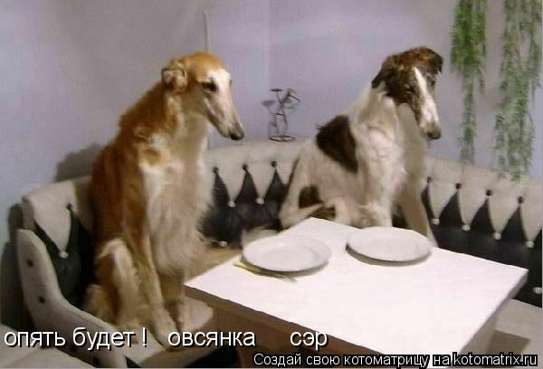 опять будет ! овсянка сэр... Котоматрица: опять будет ! овсянка сэр