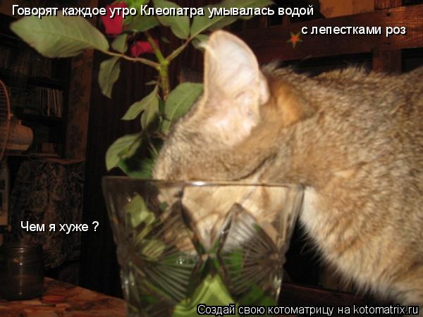Говорят каждое утро Клеопатра умывалась водой с лепестками роз Чем я хуже ?... Котоматрица: Говорят каждое утро Клеопатра умывалась водой с лепестками роз Чем я хуже ?