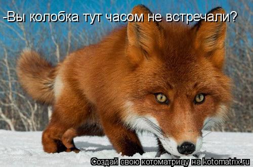 -Вы колобка тут часом не встречали?... Котоматрица: -Вы колобка тут часом не встречали?