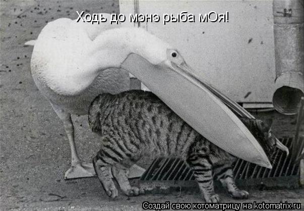 Ходь до мэнэ рыба мОя!... Котоматрица: Ходь до мэнэ рыба мОя!