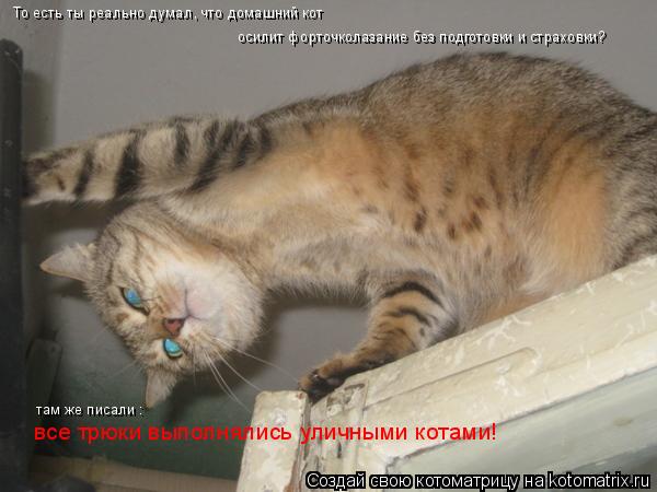 То есть ты реально думал, что домашний кот осилит форточколазание без подготовки и страховки? там же ... Котоматрица: То есть ты реально думал, что домашний кот осилит форточколазание без подготовки и страховки? там же писали : все трюки выполнялись уличным