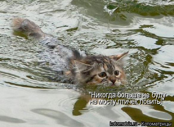 "Никогда больше не буду на мосту птичек ловить!"... Котоматрица: "Никогда больше не буду на мосту птичек ловить!"