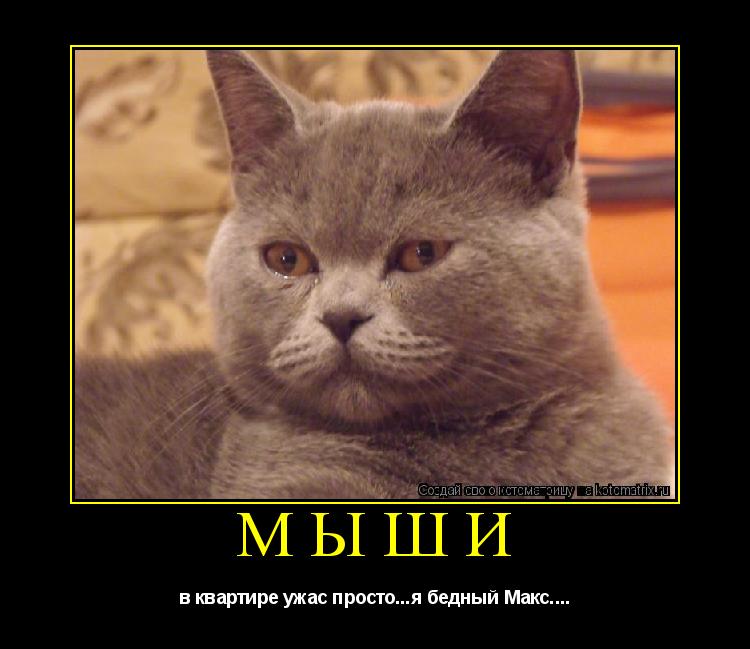 Котоматрица: мыши в квартире ужас просто...я бедный Макс....