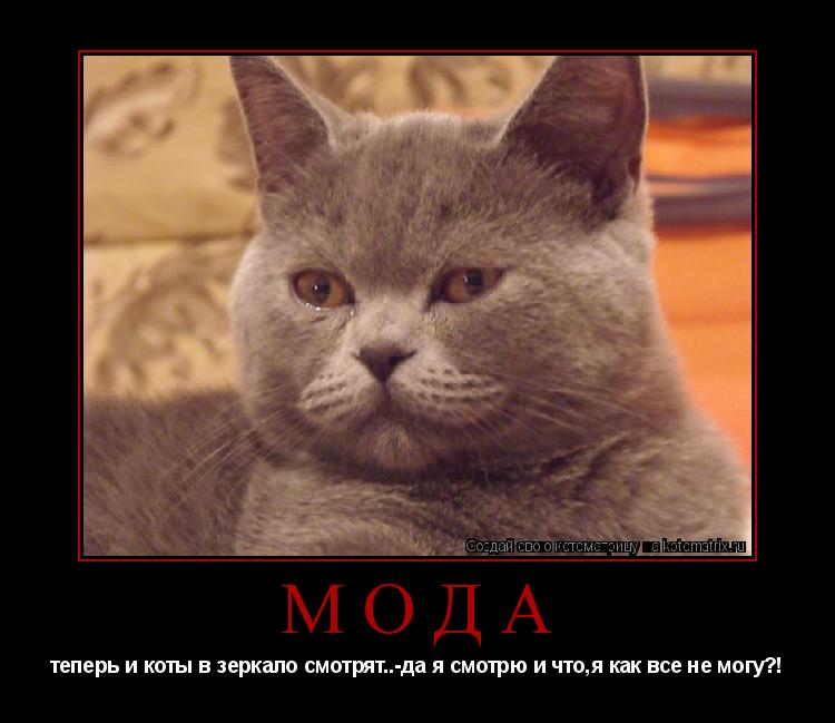 мода теперь и коты в зеркало смотрят..-да я смотрю и что,я как все не могу?!... Котоматрица: мода теперь и коты в зеркало смотрят..-да я смотрю и что,я как все не могу?!