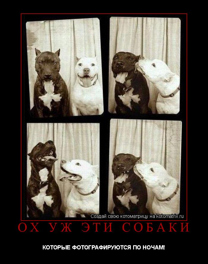 Ох уж эти собаки КОТОРЫЕ ФОТОГРАФИРУЮТСЯ ПО НОЧАМ!... Котоматрица: Ох уж эти собаки КОТОРЫЕ ФОТОГРАФИРУЮТСЯ ПО НОЧАМ!