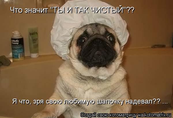 Что значит "ТЫ И ТАК ЧИСТЫЙ"?? Я что, зря свою любимую шапочку надевал?? ...... Котоматрица: Что значит "ТЫ И ТАК ЧИСТЫЙ"?? Я что, зря свою любимую шапочку надевал?? ...