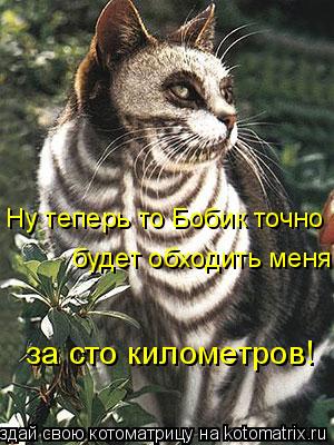 Ну теперь то Бобик точно будет обходить меня за сто километров!... Котоматрица: Ну теперь то Бобик точно будет обходить меня за сто километров!