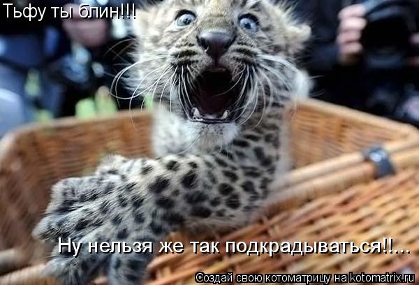 Тьфу ты блин!!! Ну нельзя же так подкрадываться!!...... Котоматрица: Тьфу ты блин!!! Ну нельзя же так подкрадываться!!...