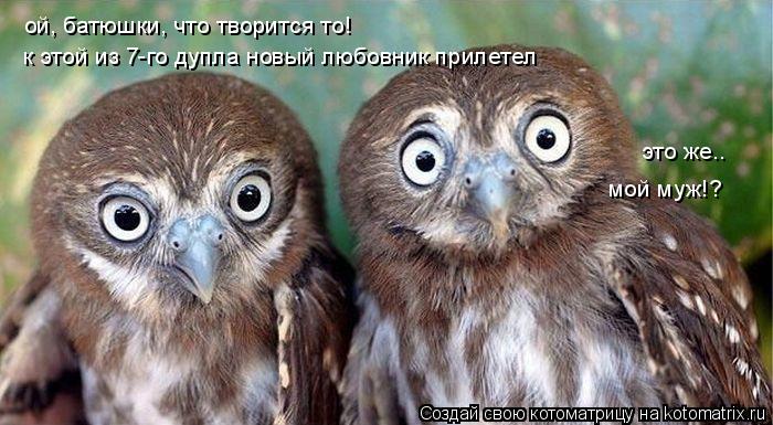 ой, батюшки, что творится то! к этой из 7-го дупла новый любовник прилетел это же.. мой муж!?... Котоматрица: ой, батюшки, что творится то! к этой из 7-го дупла новый любовник прилетел это же.. мой муж!?
