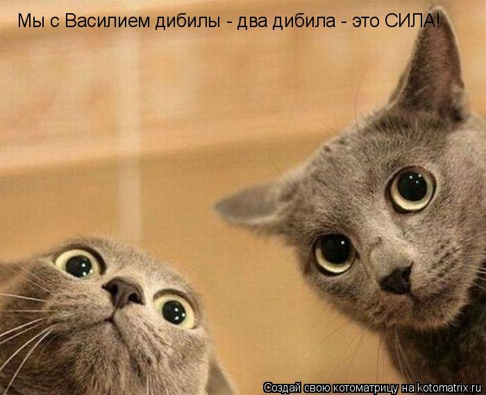 Мы с Василием дибилы - два дибила - это СИЛА!... Котоматрица: Мы с Василием дибилы - два дибила - это СИЛА!