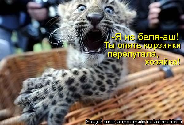 Ты опять корзинки перепутала, хозяйка! -Я не беля-аш!... Котоматрица: Ты опять корзинки перепутала, хозяйка! -Я не беля-аш!