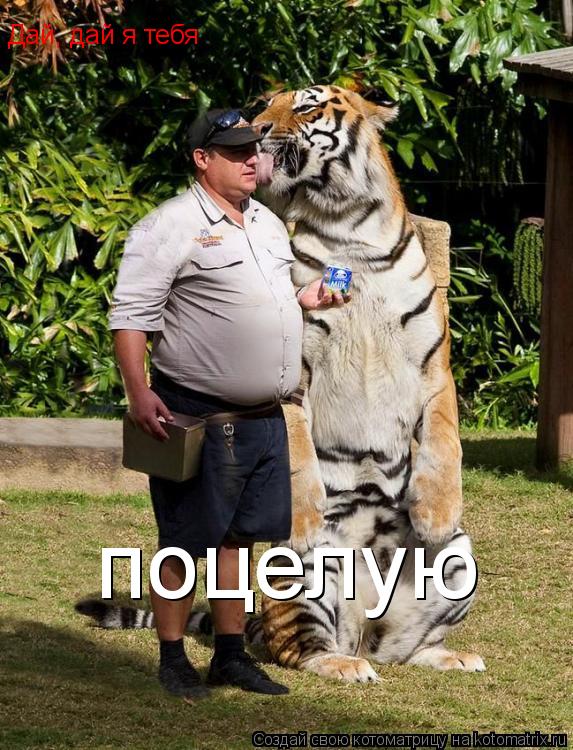 Дай, дай я тебя поцелую... Котоматрица: Дай, дай я тебя поцелую