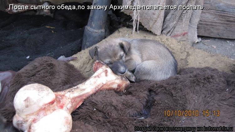 После сытного обеда,по закону Архимеда-полагается поспать...... Котоматрица: После сытного обеда,по закону Архимеда-полагается поспать...