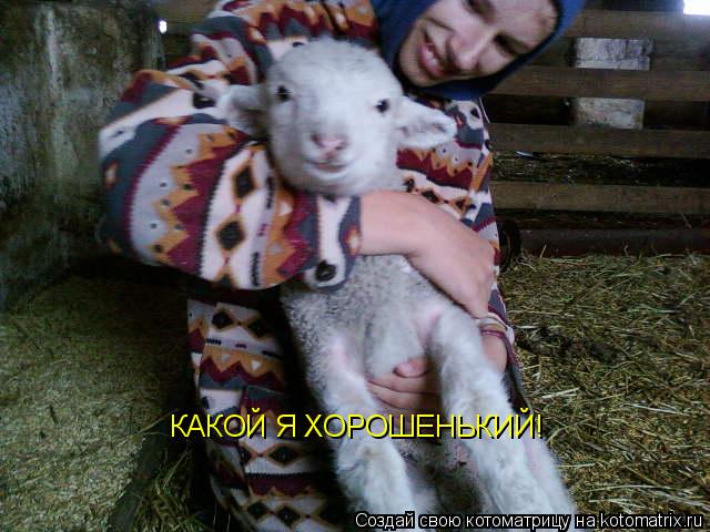 КАКОЙ Я ХОРОШЕНЬКИЙ!... Котоматрица: КАКОЙ Я ХОРОШЕНЬКИЙ!