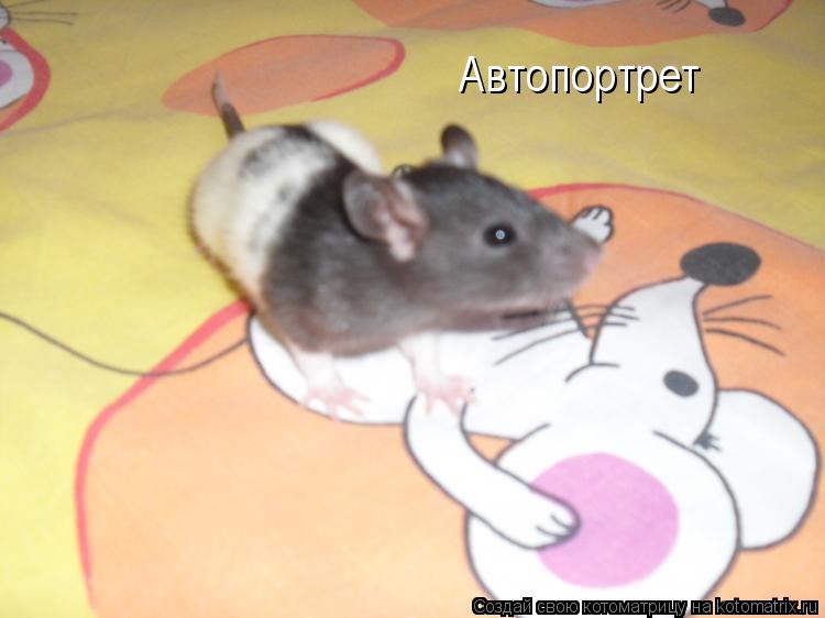 Автопортрет... Котоматрица: Автопортрет