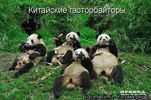 Китайские гасторбайторы.... Котоматрица: Китайские гасторбайторы.