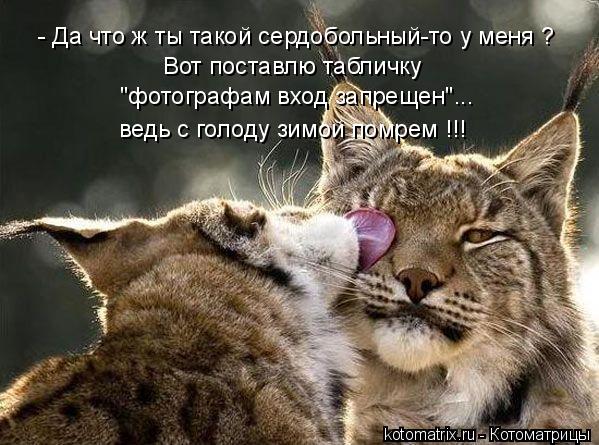 - Да что ж ты такой сердобольный-то у меня ? Вот поставлю табличку "фотографам вход запрещен"... ведь... Котоматрица: - Да что ж ты такой сердобольный-то у меня ? Вот поставлю табличку "фотографам вход запрещен"... ведь с голоду зимой помрем !!!