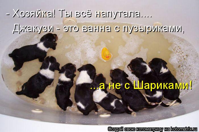- Хозяйка! Ты всё напутала.... Джакузи - это ванна с пузыриками, ...а не с Шариками!... Котоматрица: - Хозяйка! Ты всё напутала.... Джакузи - это ванна с пузыриками, ...а не с Шариками!