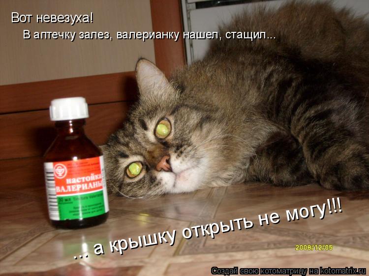 Вот невезуха! В аптечку залез, валерианку нашел, стащил... ... а крышку открыть не могу!!!... Котоматрица: Вот невезуха! В аптечку залез, валерианку нашел, стащил... ... а крышку открыть не могу!!!