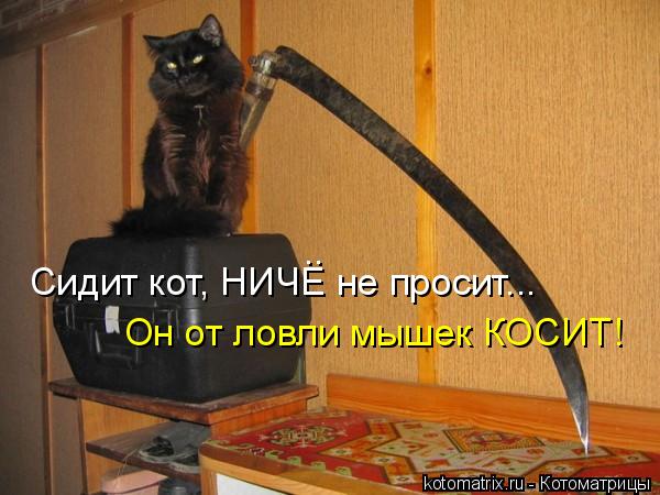 Сидит кот, НИЧЕ не просит... Он от ловли мышек КОСИТ! ..... Котоматрица: Сидит кот, НИЧЕ не просит... Он от ловли мышек КОСИТ! ..