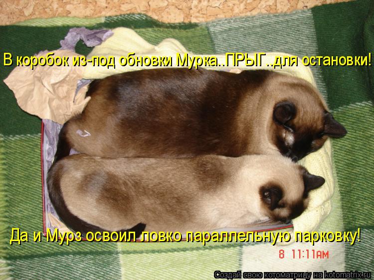 В коробок из-под обновки Мурка..ПРЫГ..для остановки! Да и Мурз освоил ловко параллельную парковку!... Котоматрица: В коробок из-под обновки Мурка..ПРЫГ..для остановки! Да и Мурз освоил ловко параллельную парковку!