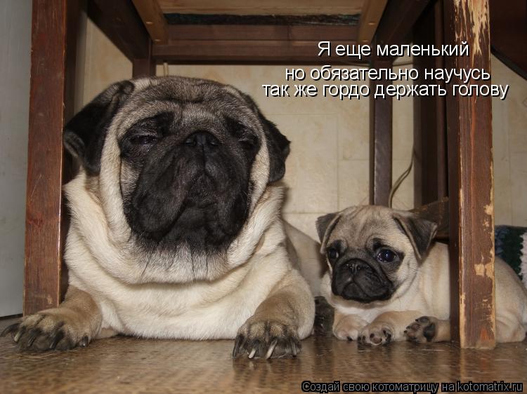 Я еще маленький но обязательно научусь так же гордо держать голову... Котоматрица: Я еще маленький но обязательно научусь так же гордо держать голову