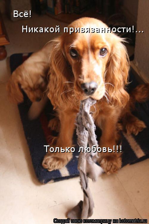 Всё! Никакой привязанности!... Только любовь!!!... Котоматрица: Всё! Никакой привязанности!... Только любовь!!!