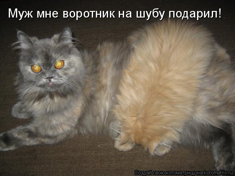 Муж мне воротник на шубу подарил!... Котоматрица: Муж мне воротник на шубу подарил!