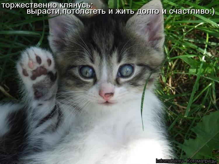 торжественно клянусь: вырасти,потолстеть и жить долго и счастливо:)... Котоматрица: торжественно клянусь: вырасти,потолстеть и жить долго и счастливо:)