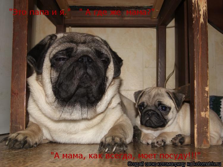 "Это папа и я." " А где же мама?" "А мама, как всегда, моет посуду!!!"... Котоматрица: "Это папа и я." " А где же мама?" "А мама, как всегда, моет посуду!!!"