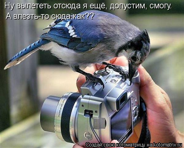 А влезть-то сюда как?? Ну вылететь отсюда я ещё, допустим, смогу.... Котоматрица: А влезть-то сюда как?? Ну вылететь отсюда я ещё, допустим, смогу.