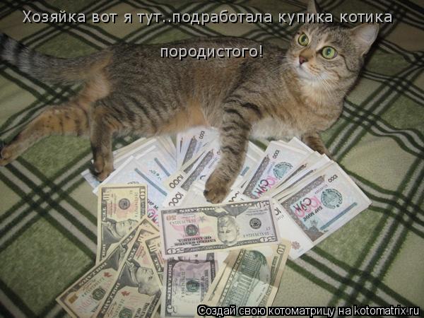 Хозяйка вот я тут..подработала купика котика породистого!... Котоматрица: Хозяйка вот я тут..подработала купика котика породистого!