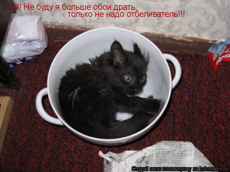 Ой! Не буду я больше обои драть, Ну не надо отбеливатель!!! Ой! Не буду я больше обои драть, Ну не на... Котоматрица: Ой! Не буду я больше обои драть, Ну не надо отбеливатель!!! Ой! Не буду я больше обои драть, Ну не надо отбеливатель!!! Ой! Не буду я больше обои д