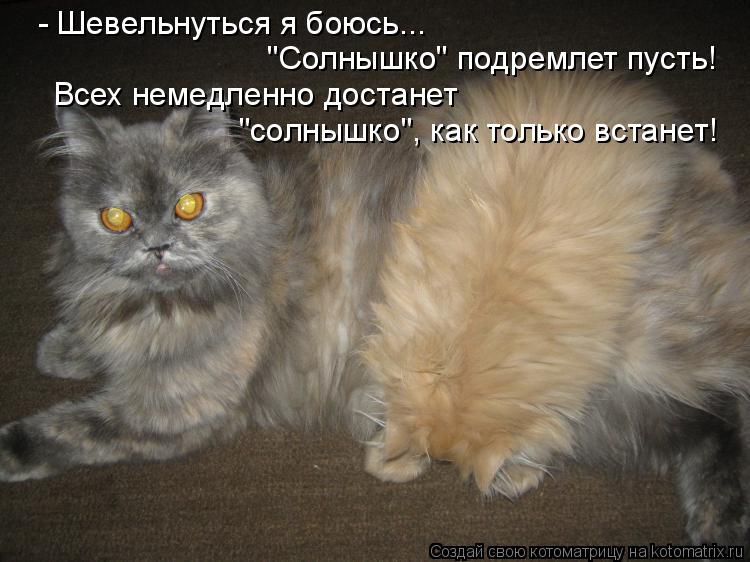 - Шевельнуться я боюсь... "Солнышко" подремлет пусть! Всех немедленно достанет "солнышко", как толь... Котоматрица: - Шевельнуться я боюсь... "Солнышко" подремлет пусть! Всех немедленно достанет "солнышко", как только встанет!
