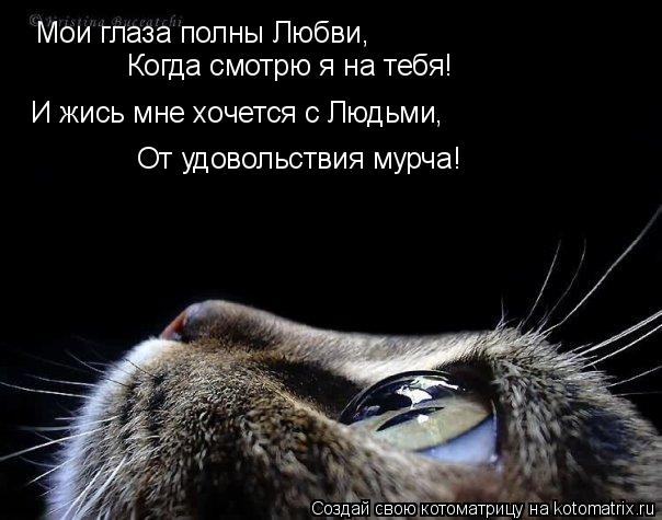 Котоматрица: Мои глаза полны Любви, Когда смотрю я на тебя! И жись мне хочется с Людьми, От удовольствия мурча!